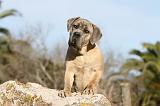 CANE CORSO 369